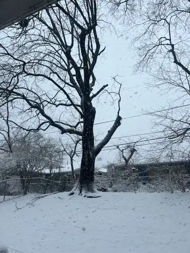 Snowflakes dance around a stoic winter tree.